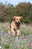 GOLDEN RETRIEVER 156